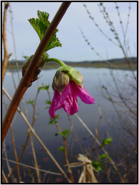 place: Canada: British Columbia: Vancouver: Burnaby Lake : s-dsc019560.jpg