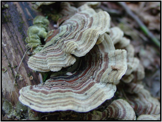 flora: mushroom: mushroom unknown : s-dsc019439.jpg