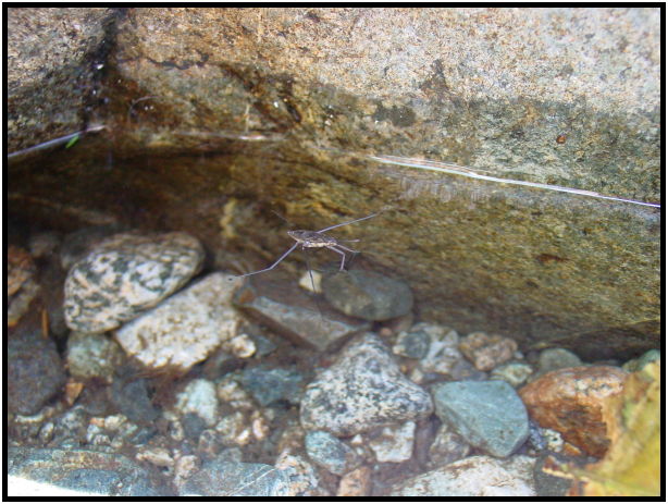 insect: water strider : s-dsc020589.jpg