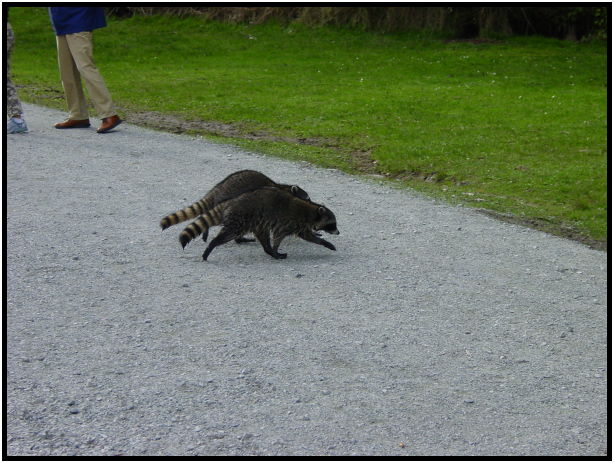 animal: racoon : s-dsc029321.jpg