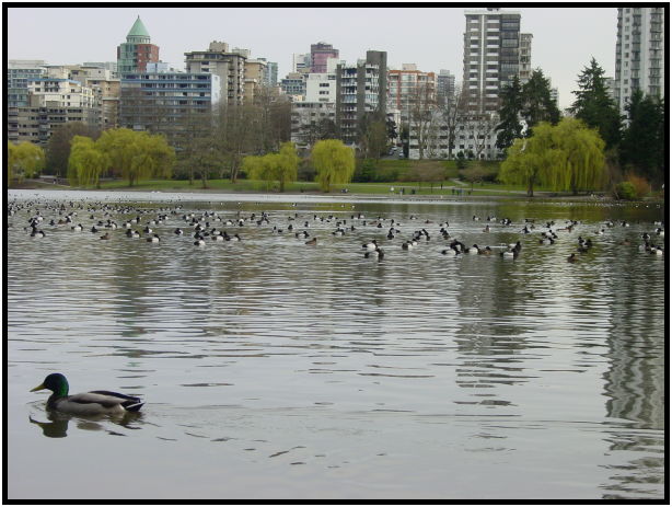 place: Canada: British Columbia: Vancouver: Lost Lagoon Lake : s-dsc029327.jpg