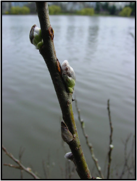 place: Canada: British Columbia: Vancouver: Lost Lagoon Lake : s-dsc029329.jpg