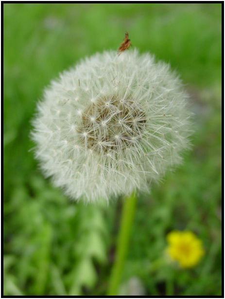 place: Canada: British Columbia: Vancouver: Lost Lagoon Lake : s-dsc029340.jpg