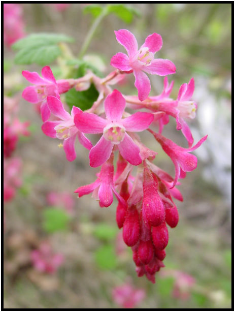 flora: flower: unknown flower : s-dsc029349.jpg