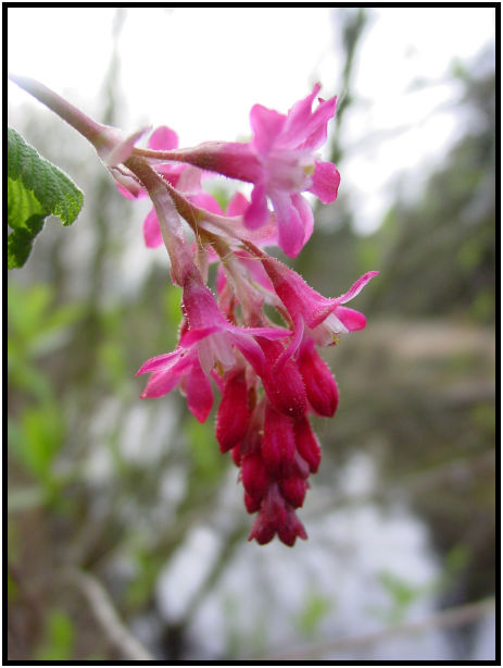 place: Canada: British Columbia: Vancouver: Lost Lagoon Lake : s-dsc029351.jpg