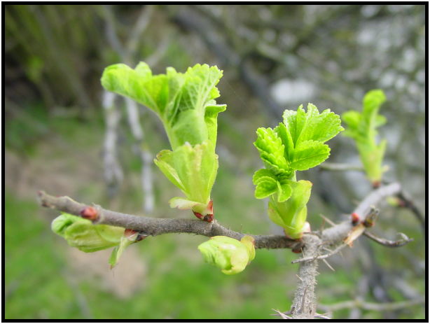 place: Canada: British Columbia: Vancouver: Lost Lagoon Lake : s-dsc029356.jpg