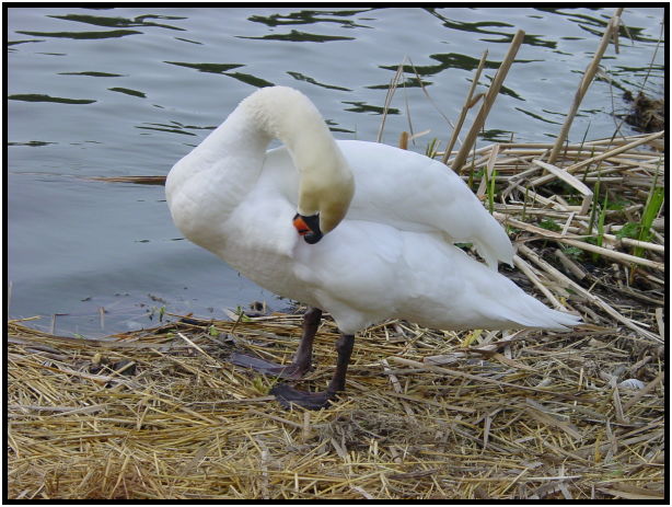 bird: duck : s-dsc029359.jpg
