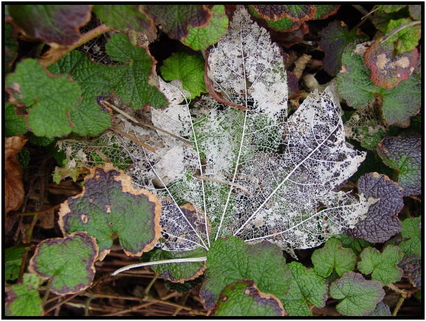place: Canada: British Columbia: Vancouver: Lost Lagoon Lake : s-dsc029362.jpg