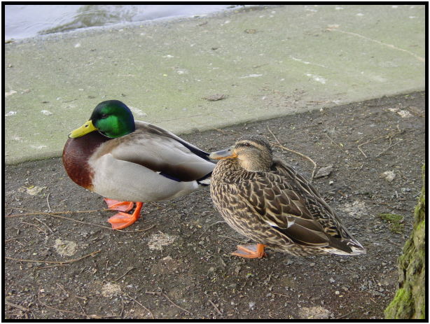bird: duck : s-dsc029366.jpg