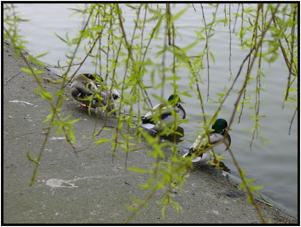 bird: duck : s-dsc029369.jpg