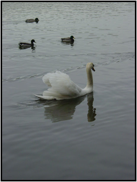 bird: duck : s-dsc029370.jpg