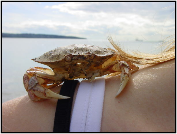animal: crab : s-dsc020469.jpg