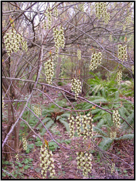 flora: flower: unknown flower : s-dsc029262.jpg