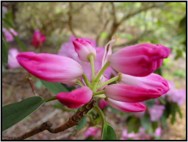 flora: flower: unknown flower : s-dsc029279.jpg
