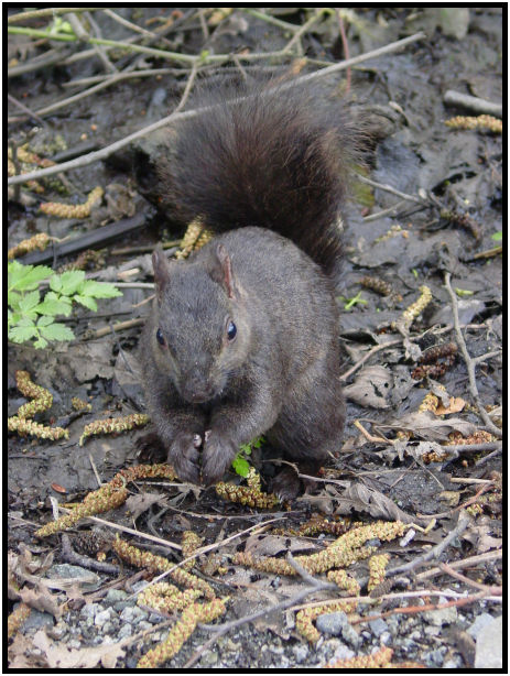animal: squirrel : s-dsc029379.jpg