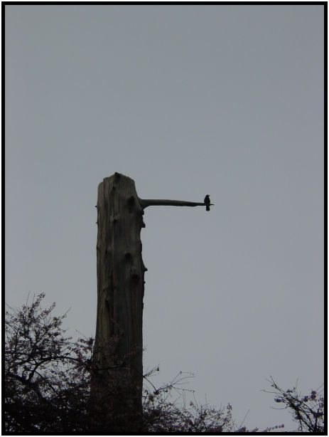 bird: crow : s-dsc029386.jpg