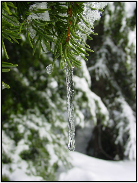 place: Canada: British Columbia: Vancouver: Mt. Cypress : s-dsc028705.jpg