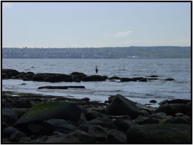 place: Canada: British Columbia: Vancouver: Stanley Park : s-dsc019856.jpg