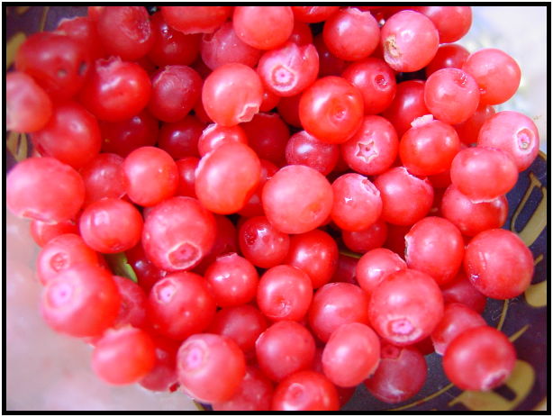 flora: berry: huckleberry : s-dsc020494.jpg