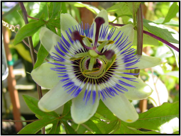 place: Canada: British Columbia: Vancouver: UBC Botanical Gardens : s-dsc020500.jpg