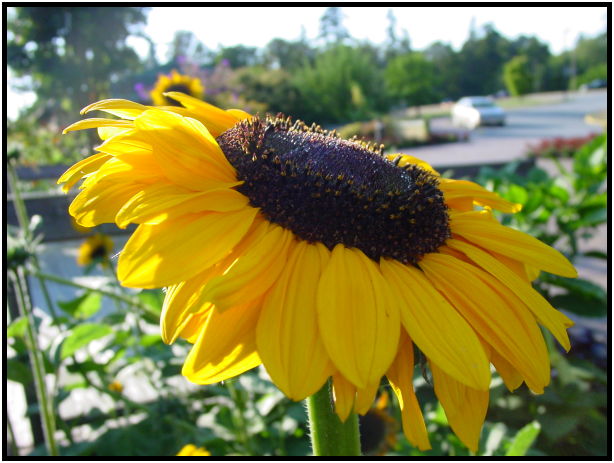 place: Canada: British Columbia: Vancouver: UBC Botanical Gardens : s-dsc020651.jpg