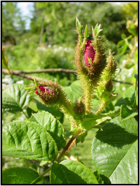place: Canada: British Columbia: Vancouver: VanDusen Garden : s-dsc019944.jpg