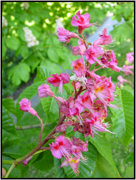 place: Canada: British Columbia: Vancouver: VanDusen Garden : s-dsc019962.jpg