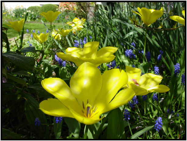 place: Canada: British Columbia: Vancouver: VanDusen Garden : s-dsc029572.jpg