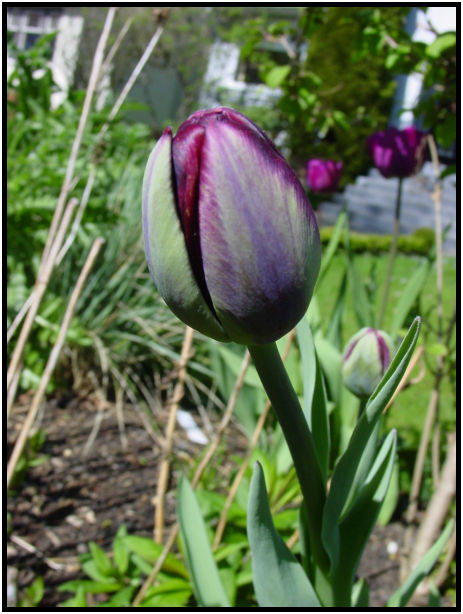 place: Canada: British Columbia: Vancouver: VanDusen Garden : s-dsc029575.jpg