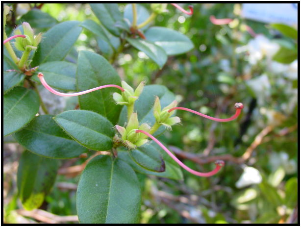 flora: leaf : s-dsc029576.jpg