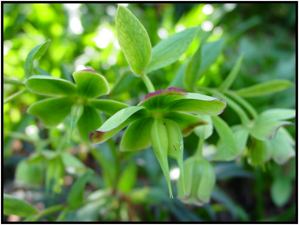 place: Canada: British Columbia: Vancouver: VanDusen Garden : s-dsc029580.jpg