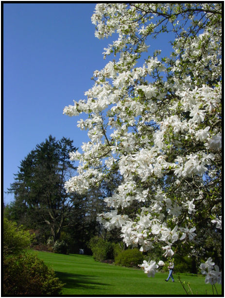 place: Canada: British Columbia: Vancouver: VanDusen Garden : s-dsc029584.jpg