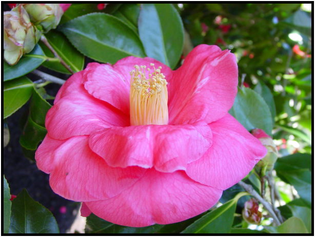 place: Canada: British Columbia: Vancouver: VanDusen Garden : s-dsc029596.jpg