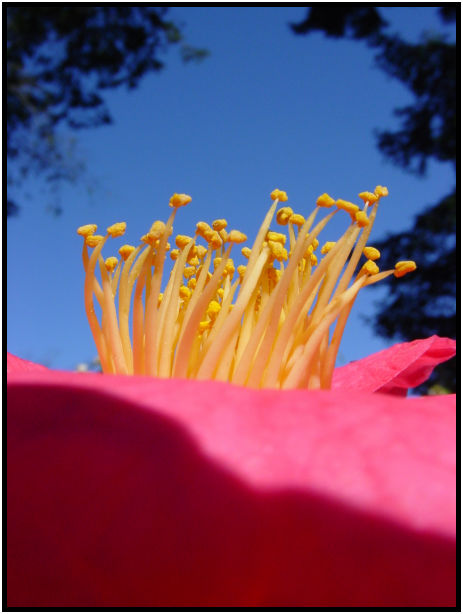 place: Canada: British Columbia: Vancouver: VanDusen Garden : s-dsc029604.jpg