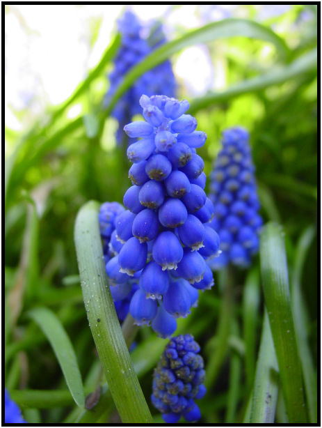 place: Canada: British Columbia: Vancouver: VanDusen Garden : s-dsc029630.jpg
