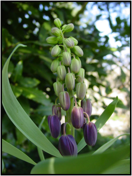 place: Canada: British Columbia: Vancouver: VanDusen Garden : s-dsc029631.jpg