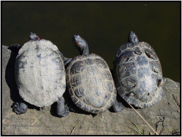 place: Canada: British Columbia: Vancouver: VanDusen Garden : s-dsc029639.jpg