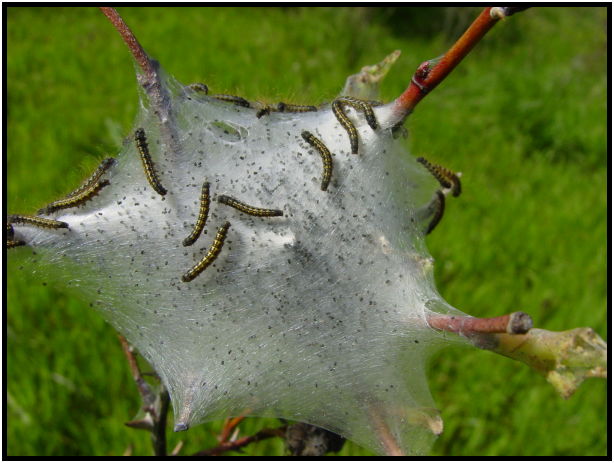 insect: caterpillar : s-dsc029684.jpg