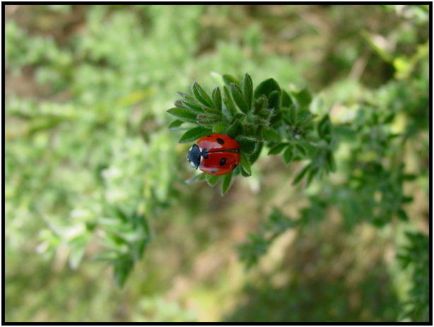 insect: ladybug : s-dsc029685.jpg