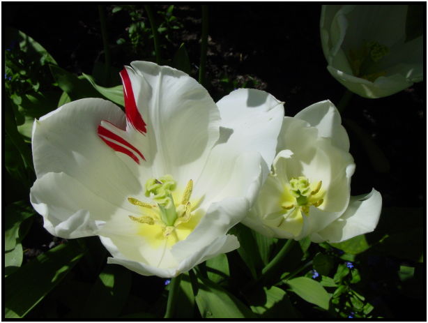 place: Canada: British Columbia: Vancouver Island: Butchart Gardens : s-dsc029738.jpg