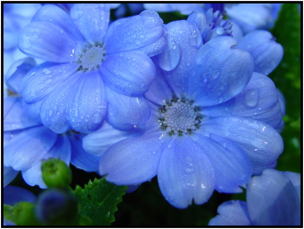 site: water: water droplet : s-dsc029739.jpg
