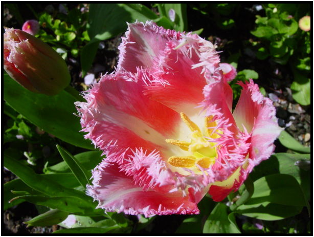 place: Canada: British Columbia: Vancouver Island: Butchart Gardens : s-dsc029741.jpg