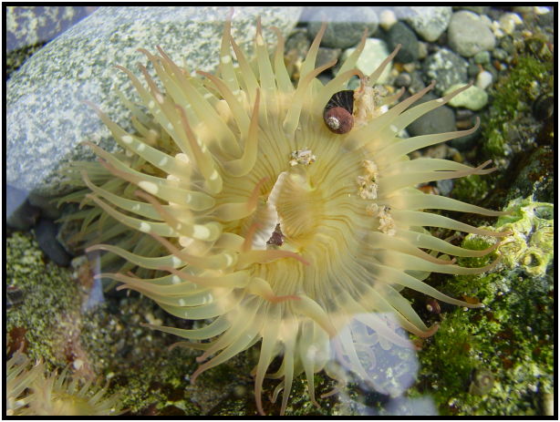 flora: sea plant: anemone : s-dsc029715.jpg