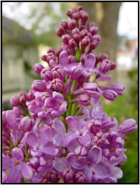flora: flower: lilac : s-dsc029716.jpg