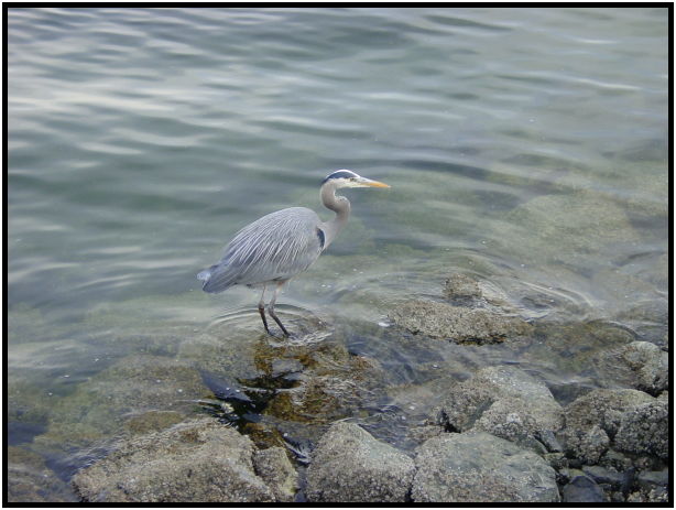 bird: heron : s-dsc029788.jpg
