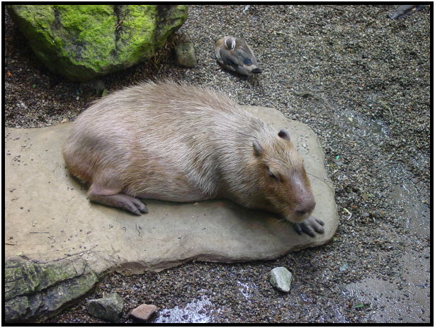 place: Canada: Quebec: Montreal: Montreal city : s-dsc020756.jpg