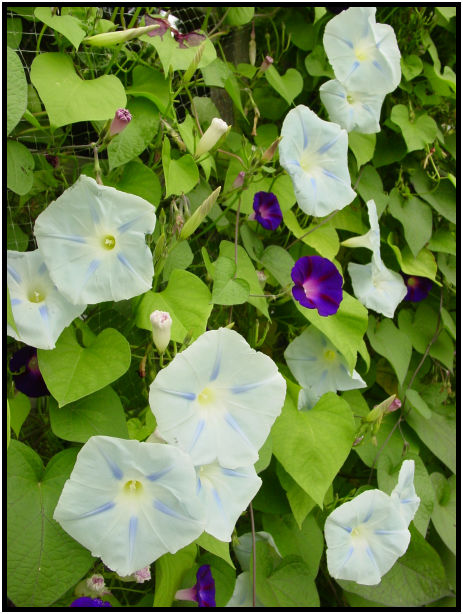 place: Canada: Quebec: Montreal: Montreal city : s-dsc020673.jpg