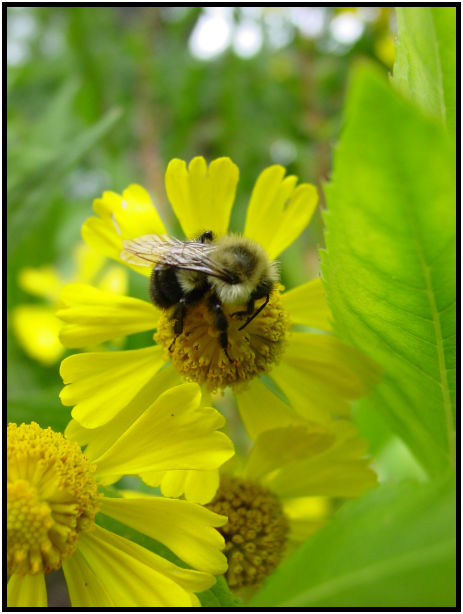 place: Canada: Quebec: Montreal: Montreal city : s-dsc020677.jpg