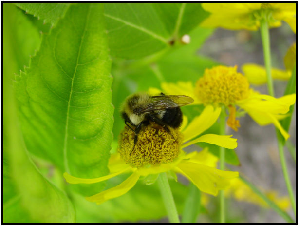 place: Canada: Quebec: Montreal: Montreal city : s-dsc020678.jpg