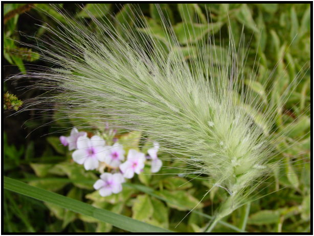 place: Canada: Quebec: Montreal: Montreal city : s-dsc020682.jpg